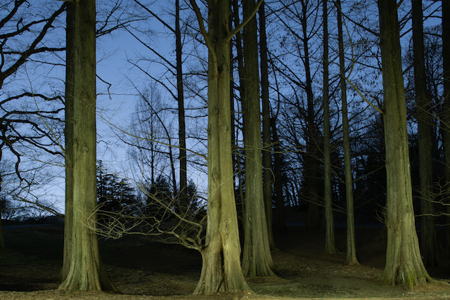 Painting with Light at the National Arboretum-Norizan Paterra