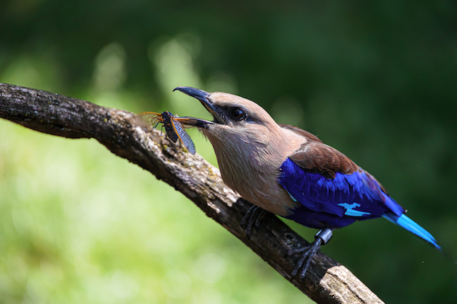 Getting Started in Bird Photography at the Maryland Zoo-Christian Bartholomew