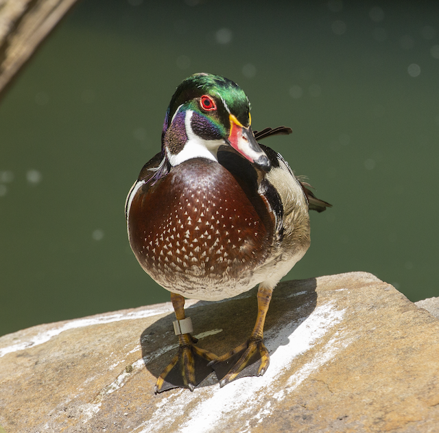 Getting Started in Bird Photography at the Maryland Zoo-Jan De Regt
