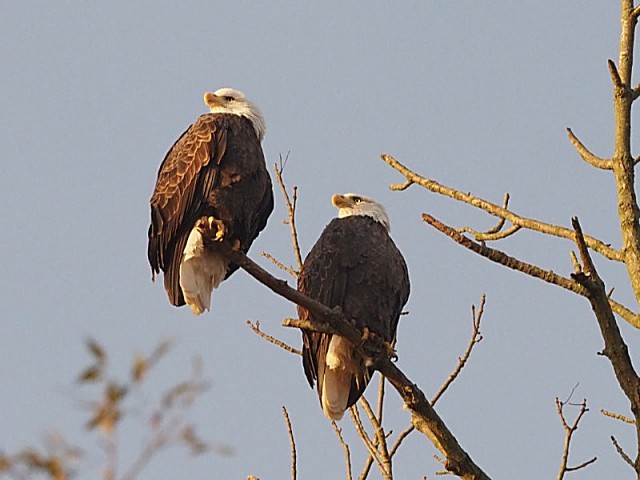 Bald Eagles at Conowingo Dam-Mark Salo