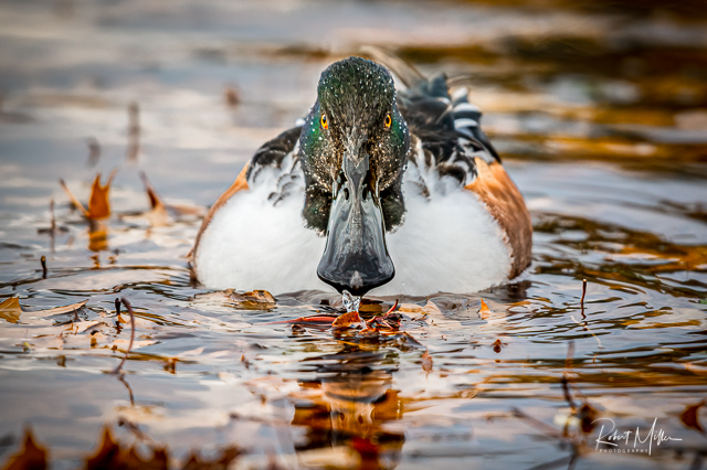 Waterfowl in Washington-Robert Miller