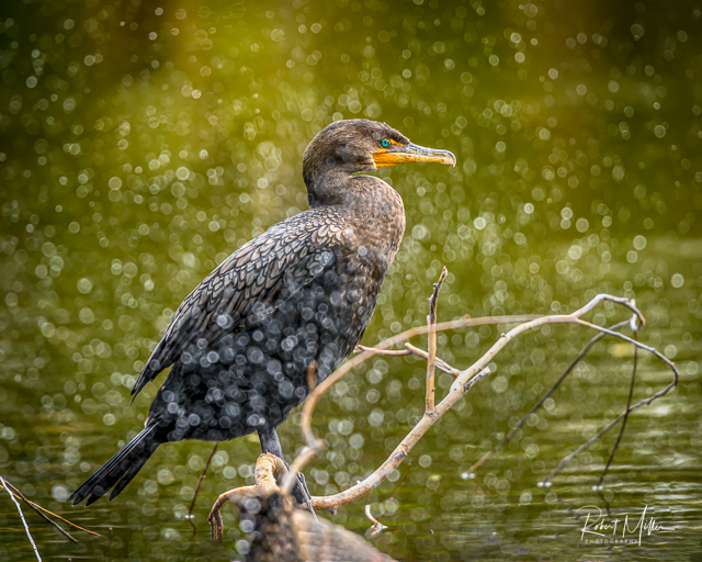 Waterfowl in Washington-Robert Miller