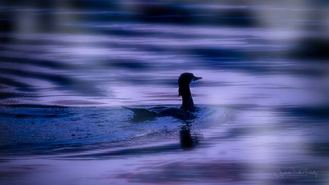 A Year of Creative Photography - Creative Light-Beth Miller-Herholtz