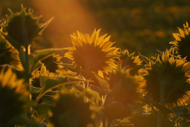 Sunflowers at Sunrise-Doris Rafaeli