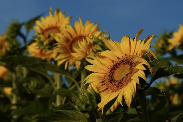 Sunflowers at Sunrise-Doris Rafaeli