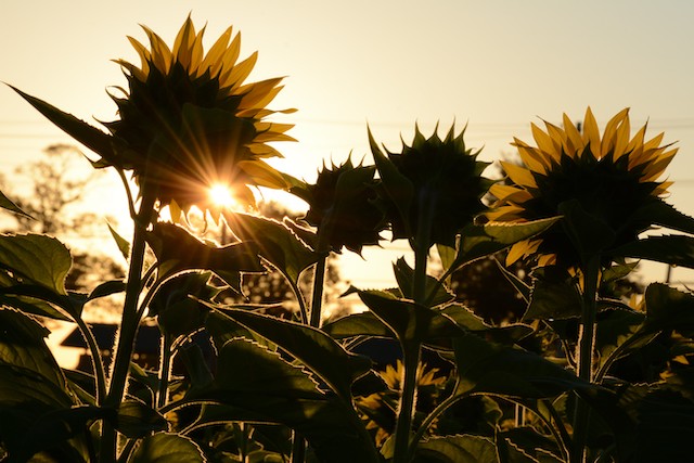 Sunflowers at Sunrise-Jacob Ngo