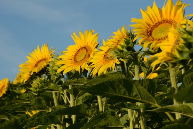 Sunflowers at Sunrise-Jacob Ngo