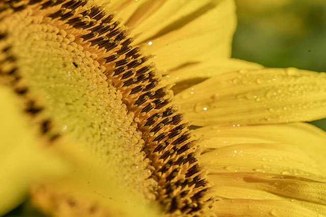 Sunflowers at Sunrise-Matt Anderson