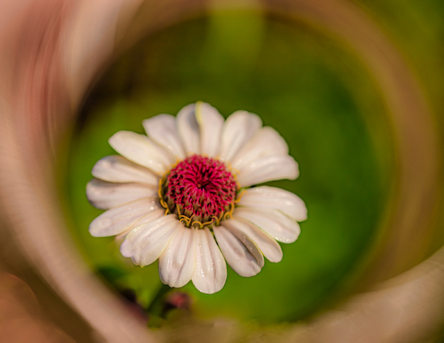 Creative Close-Up Photography in the Gardens-Audrey Gassman