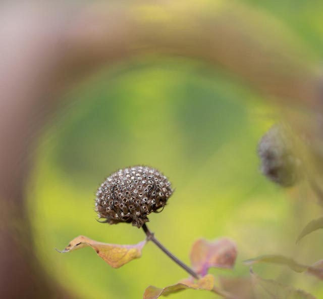 Creative Close-Up Photography in the Gardens-Gerald Woods