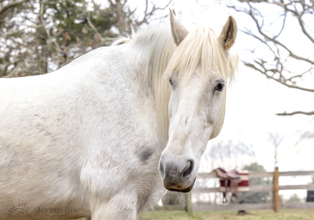 Horses in the Country-Joy Philippi