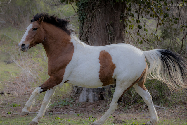 Horses in the Country-Joy Philippi
