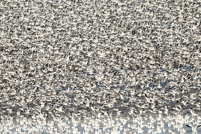 Snow Geese at Middle Creek Wildlife Management Area-Joy Philippi