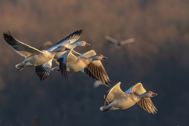 Snow Geese at Middle Creek Wildlife Management Area-Joy Philippi