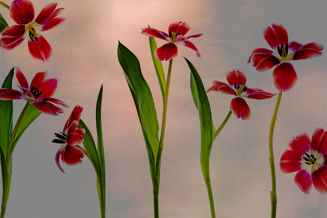 Using Light Pads to Create Magical Floral Images-Lorraine Vinci