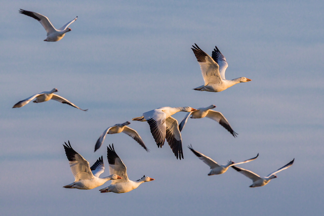 Snow Geese at Middle Creek Wildlife Management Area-Thomas Cluderay