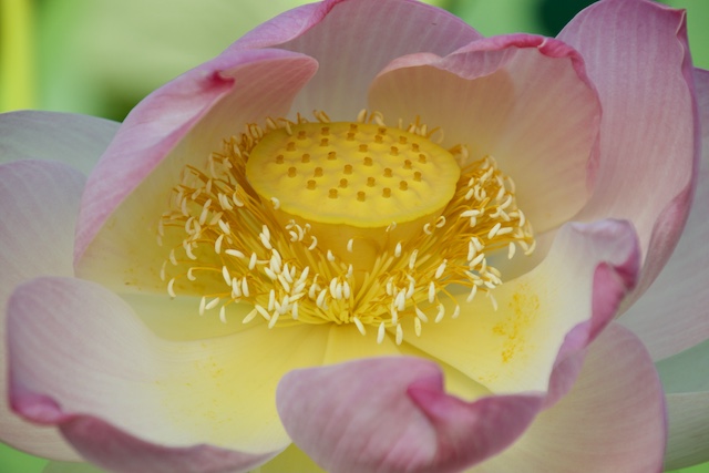 Lotus and Lilies at Kenilworth Aquatic Gardens-Catharine Martin