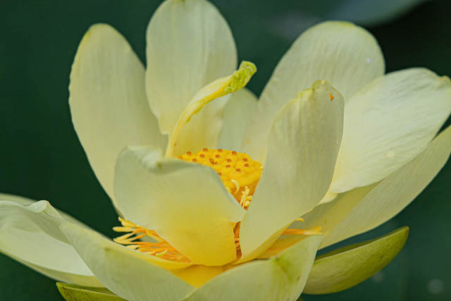 Lotus and Lilies at Kenilworth Aquatic Gardens-Elise Bailey