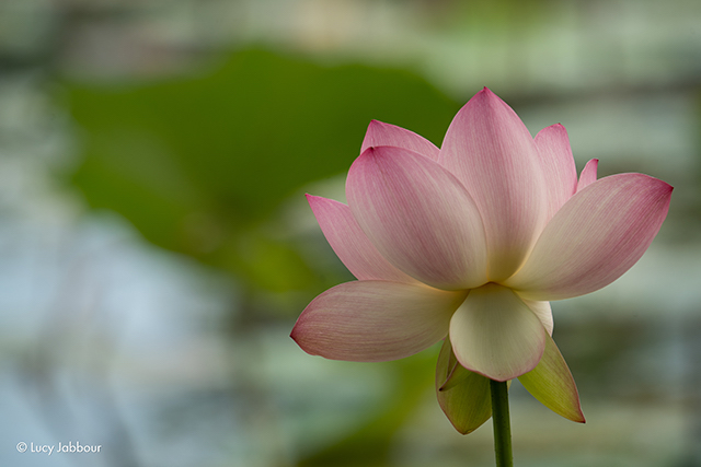 Lotus and Lilies at Kenilworth Aquatic Gardens-Lucy Jabbour