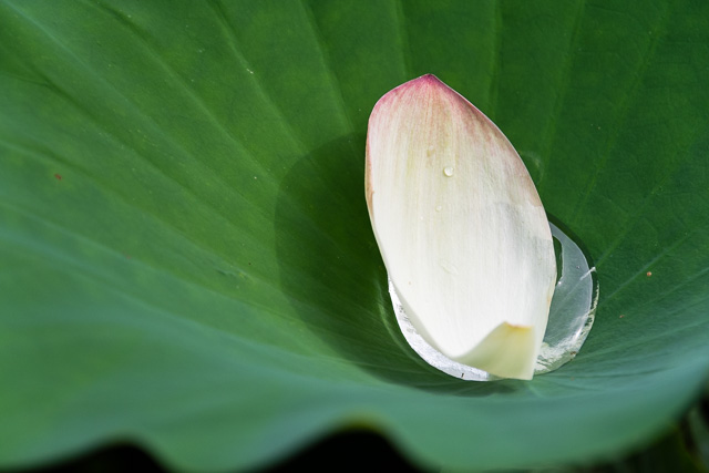 Lotus and Lilies at Kenilworth Aquatic Gardens-Jessica Rowden