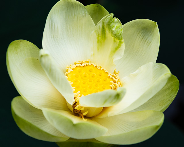 Lotus and Lilies at Kenilworth Aquatic Gardens-Jessica Rowden