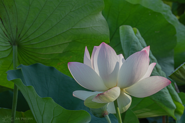 Lotus and Lilies at Kenilworth Aquatic Gardens-Joy Philippi