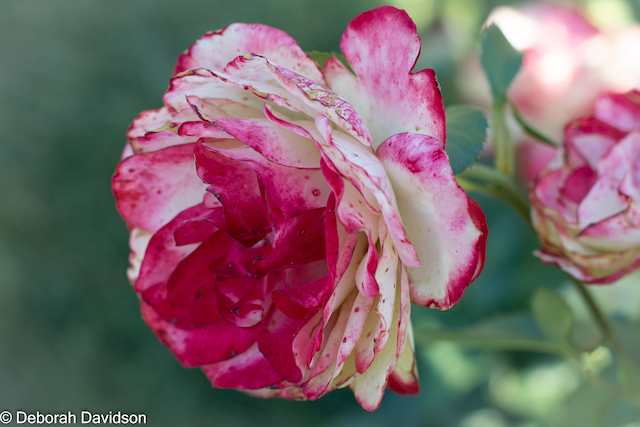 Capturing the Beauty of Roses-Deborah Davidson