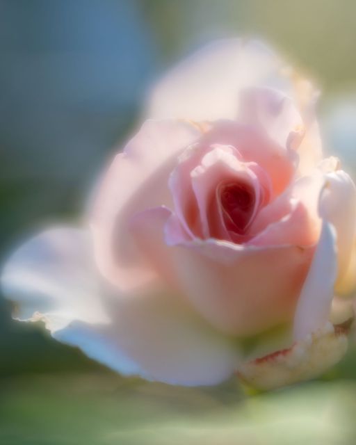 Capturing the Beauty of Roses-Tiffany Englander