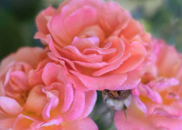 Capturing the Beauty of Roses-Tiffany Englander