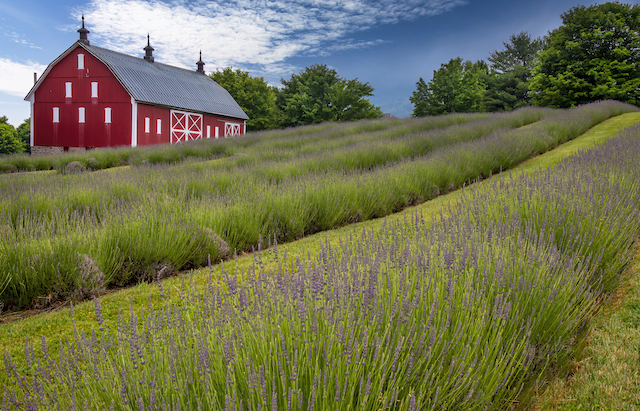 Lavender Fields Forever-Wendy Crowe