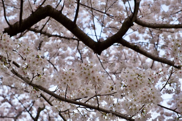 Early Morning Cherry Blossoms Photo Shoot-Anita Friedt