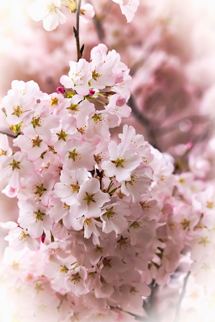 Early Morning Cherry Blossoms Photo Shoot-Gladys Sewell