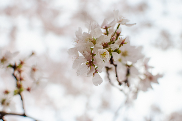 Early Morning Cherry Blossoms Photo Shoot-Haley Johnston