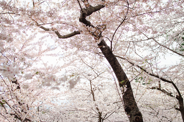 Early Morning Cherry Blossoms Photo Shoot-Haley Johnston