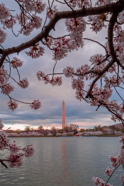 Early Morning Cherry Blossoms Photo Shoot-Henry Berman