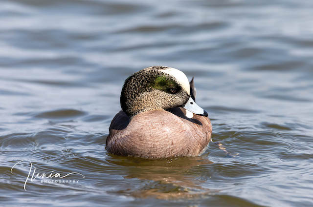 Eastern Shore's Wintering Ducks-Ilenia Alvarez