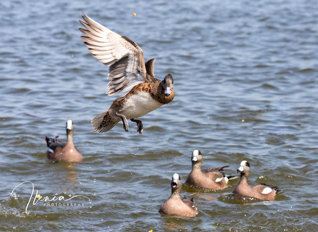 Eastern Shore's Wintering Ducks-Ilenia Alvarez