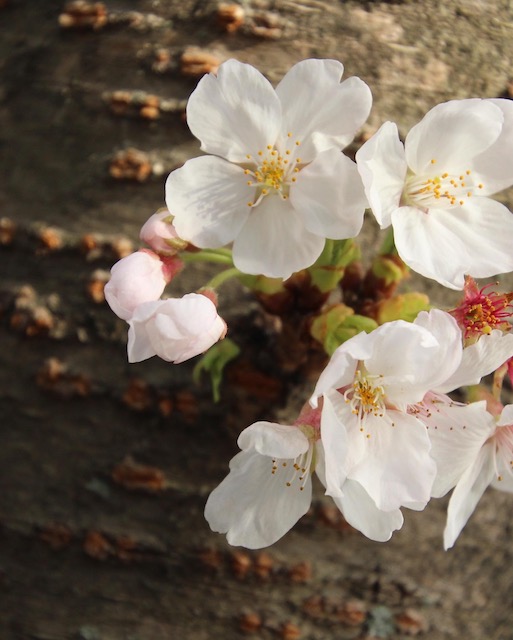 Early Morning Cherry Blossoms Photo Shoot-Jane Sibley Frantz