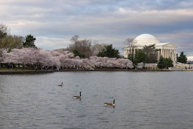 Early Morning Cherry Blossoms Photo Shoot-Magadelene Lytton