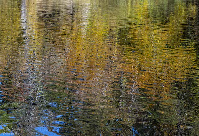 Composition in Nature at Lake Roland Park-Cathy Snyder
