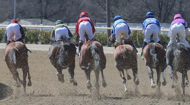 The Thrill of Horse Racing-David Ponder
