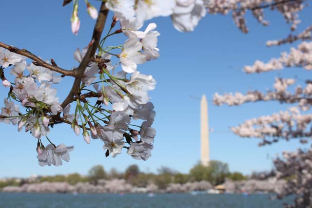 Photo Basics with Cherry Blossoms-Pablo Andres