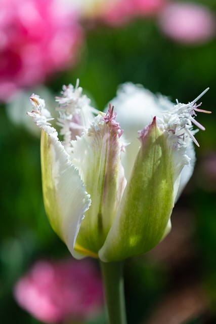 Spring at Brookside Gardens-Jess Rowden