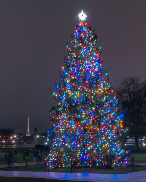 Tree to Tree - National Holiday Lights Field Shoot-Tiffany Moldenhauer