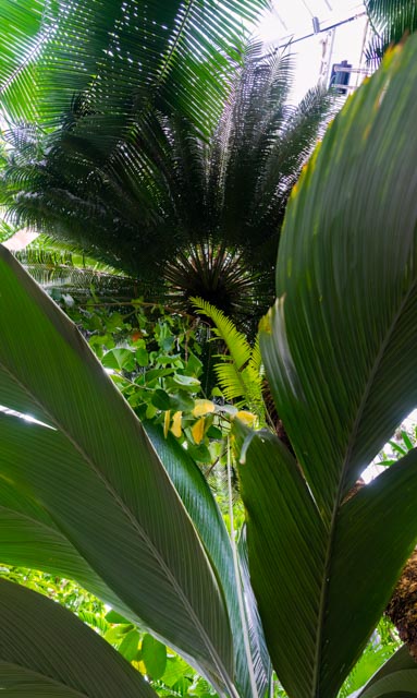 Seeing Stronger Compositions at the U.S. Botanical Gardens-Eric Quintos