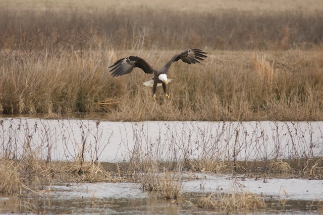 Eagles and Wildlife Photography at Blackwater National Wildlife Refuge-Helen Noyes