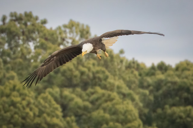 Eagles and Wildlife Photography at Blackwater National Wildlife Refuge-Ken Gorton