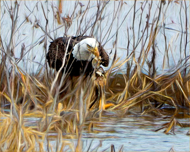 Eagles and Wildlife Photography at Blackwater National Wildlife Refuge-Robert Borkoski