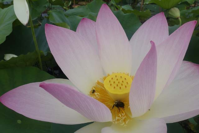 Lotus And Lilies At Kenilworth Gardens-Joy Newman