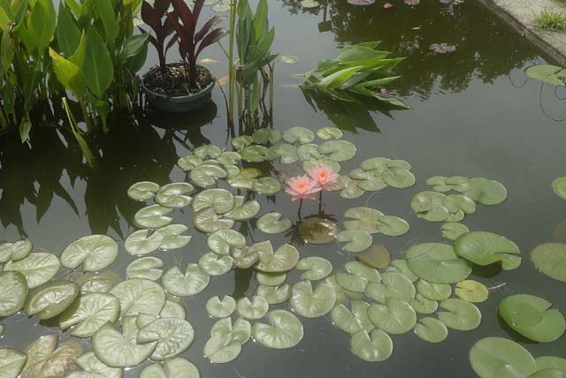 Lotus And Lilies At Kenilworth Gardens-Joy Newman